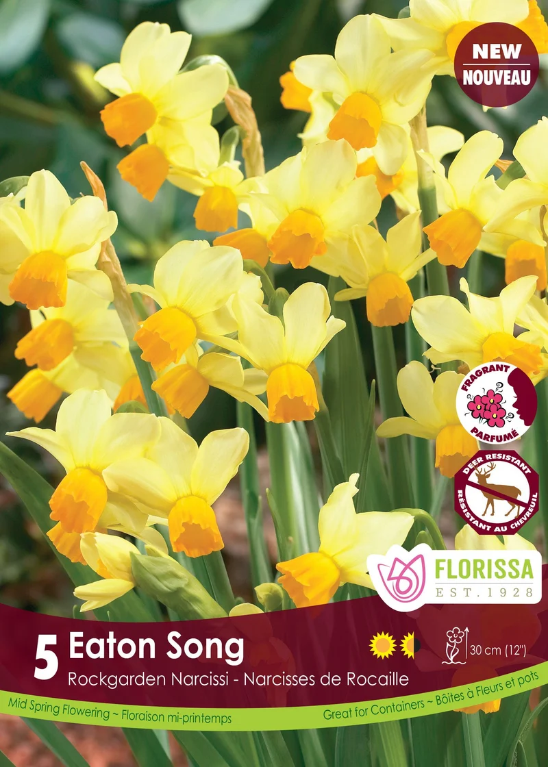 Narcisse Eaton Song ( Narcissus )