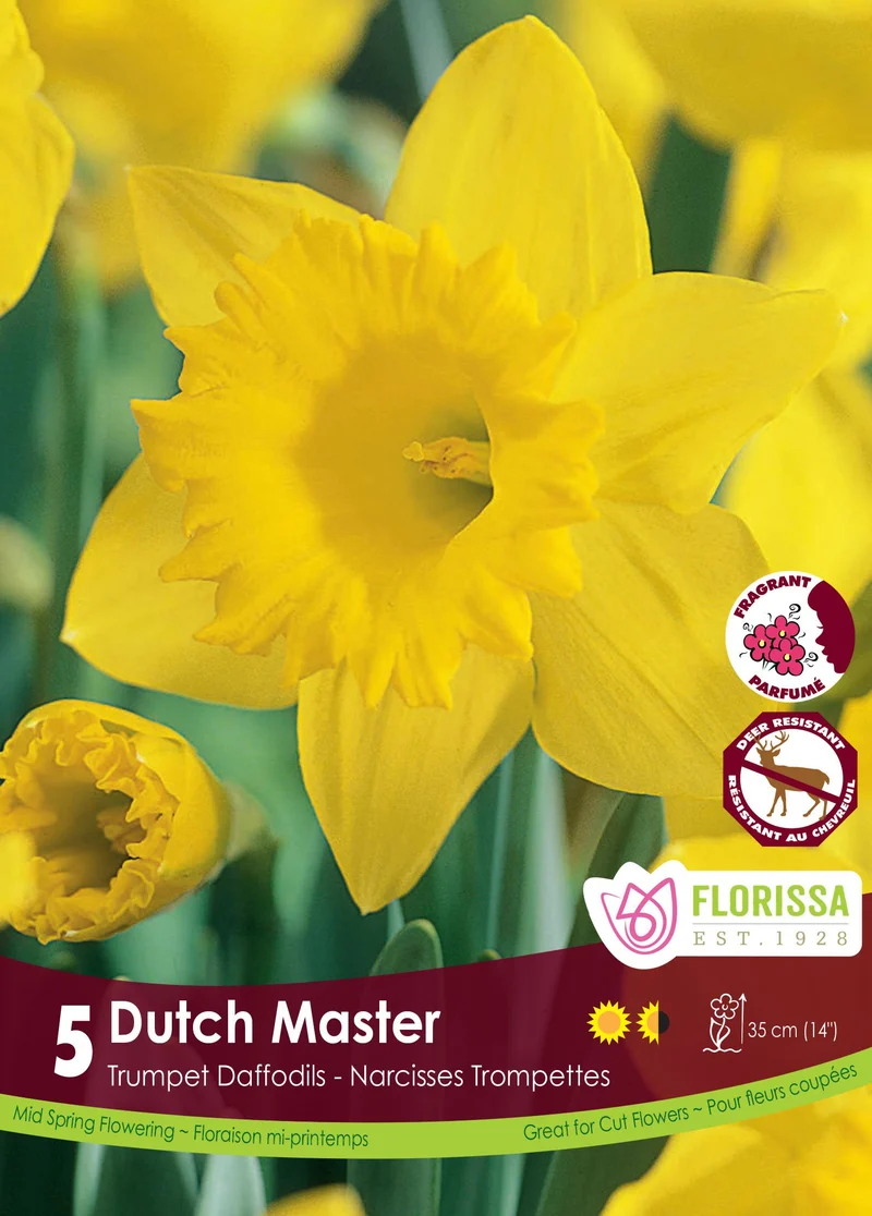 Narcisse Dutch Master ( Narcissus )