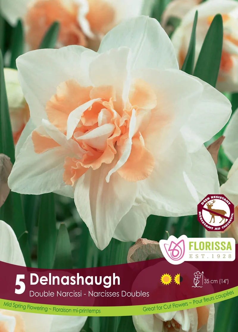 Narcisse Delnashaugh ( Narcissus )