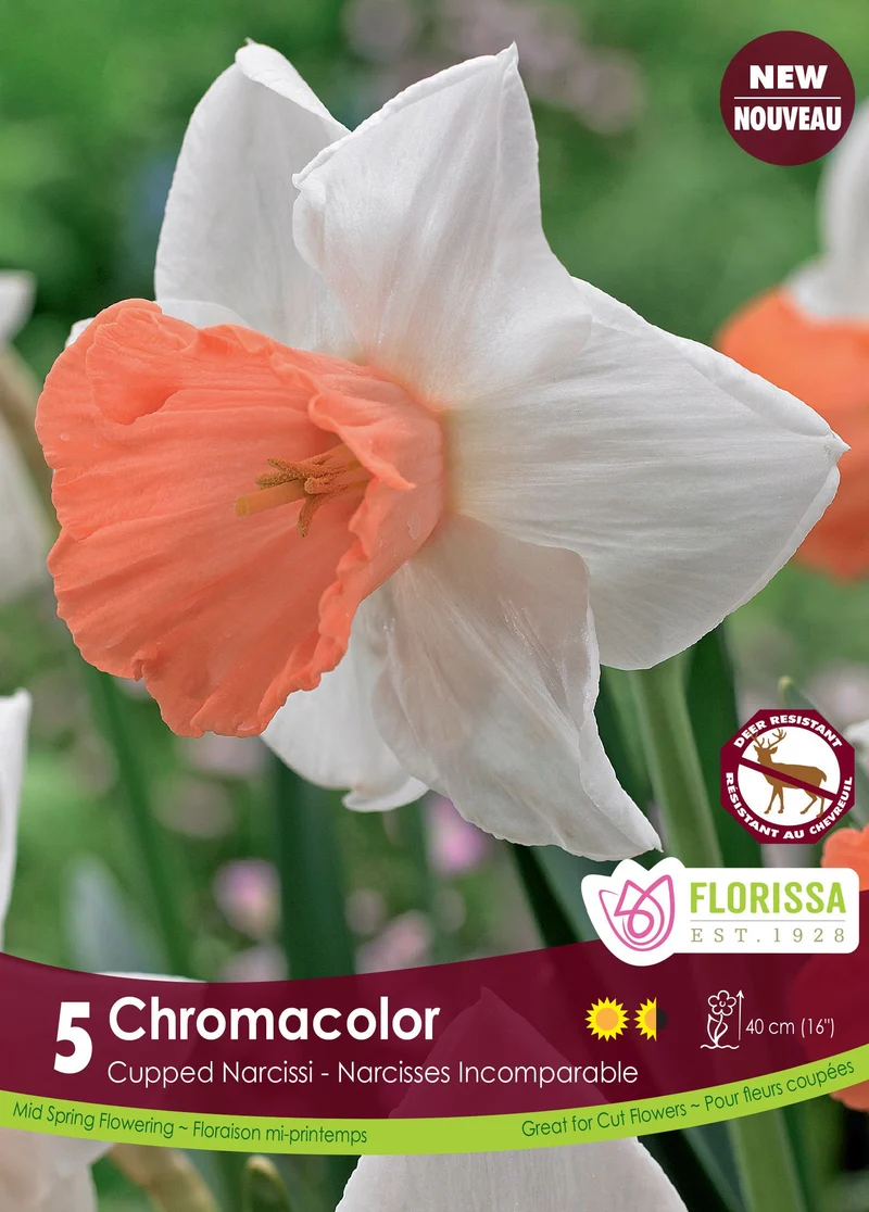 Narcisse Chromacolor ( Narcissus )