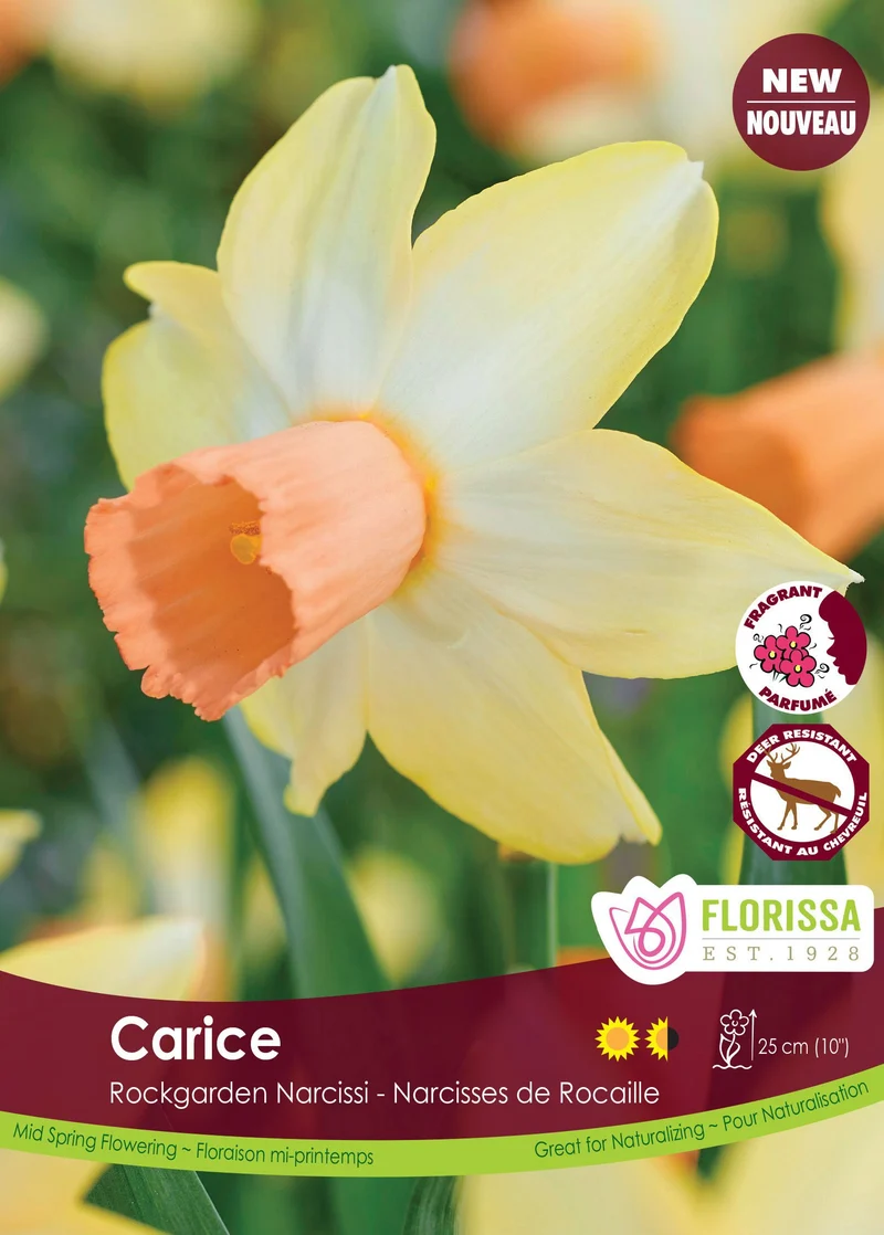 Narcisse Carice ( Narcissus )