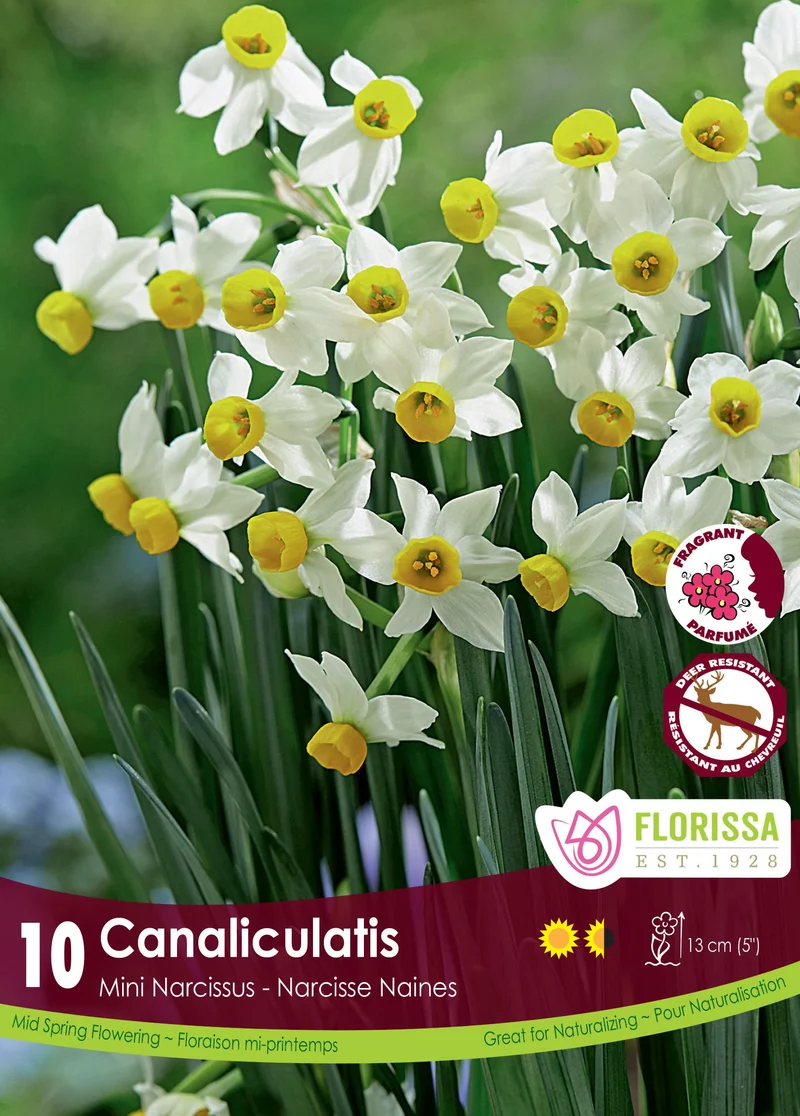 Narcisse Canaliculatis ( Narcissus )