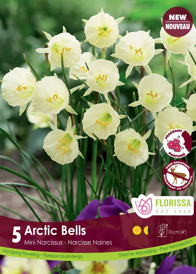 Narcisse Arctic Bells ( Narcissus )