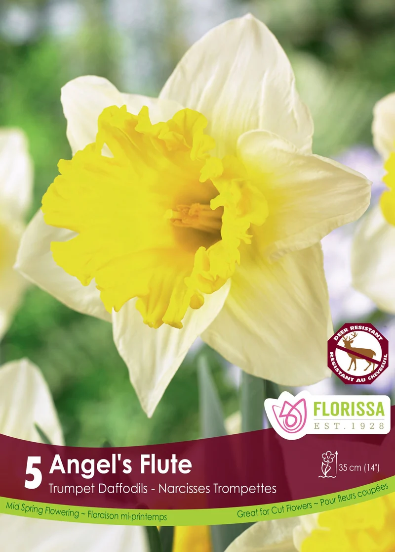 Narcisse Angel's Flute ( Narcissus )