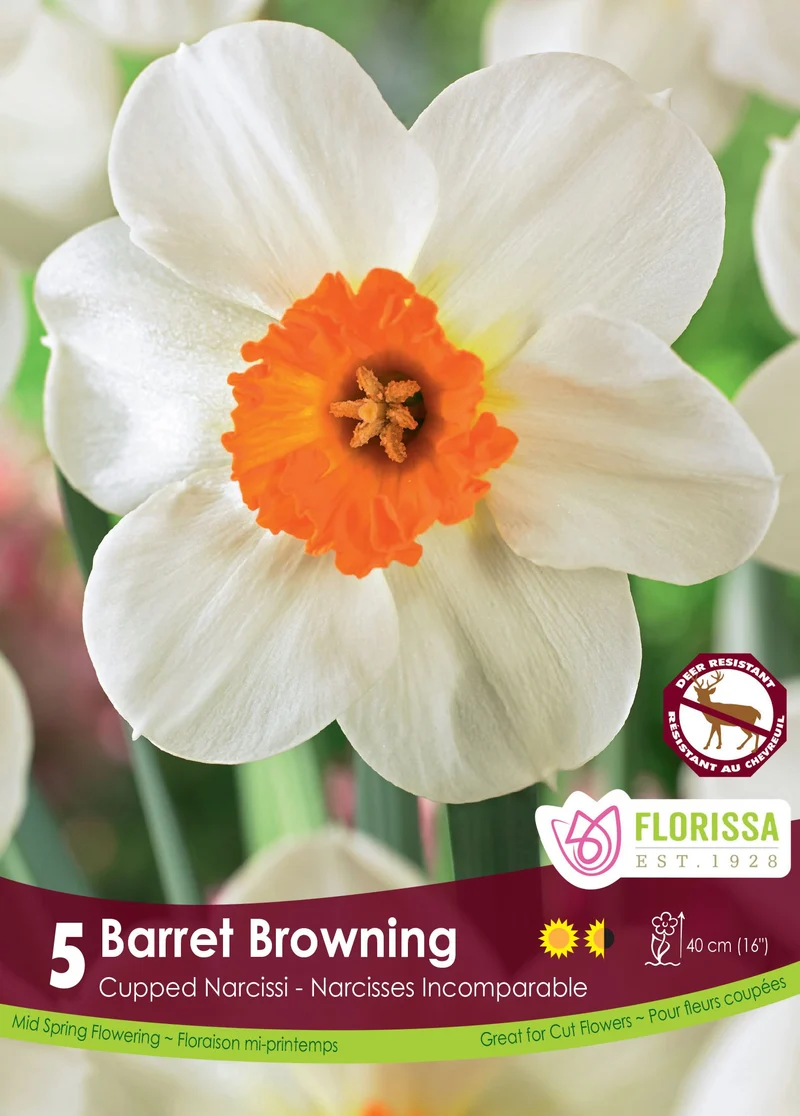 Narcisse Barrett Browning ( Narcissus )