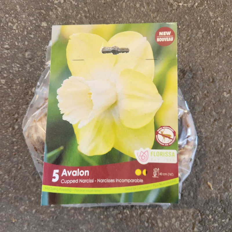Narcisse Avalon ( Narcissus )