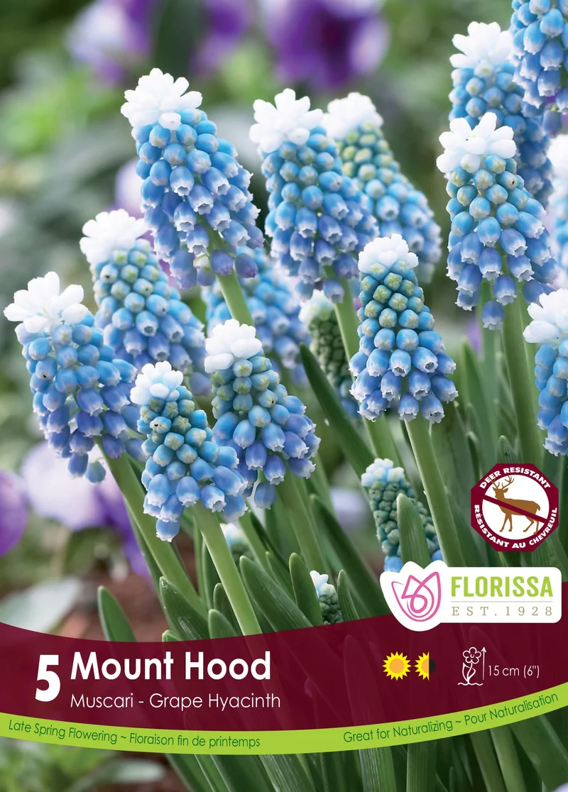 Muscari Mount Hood ( Muscari )