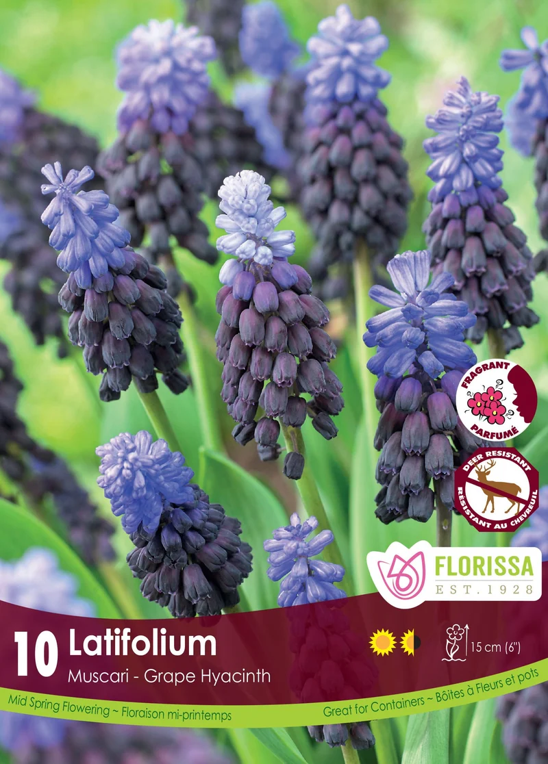 Muscari Latifolium ( Muscari )