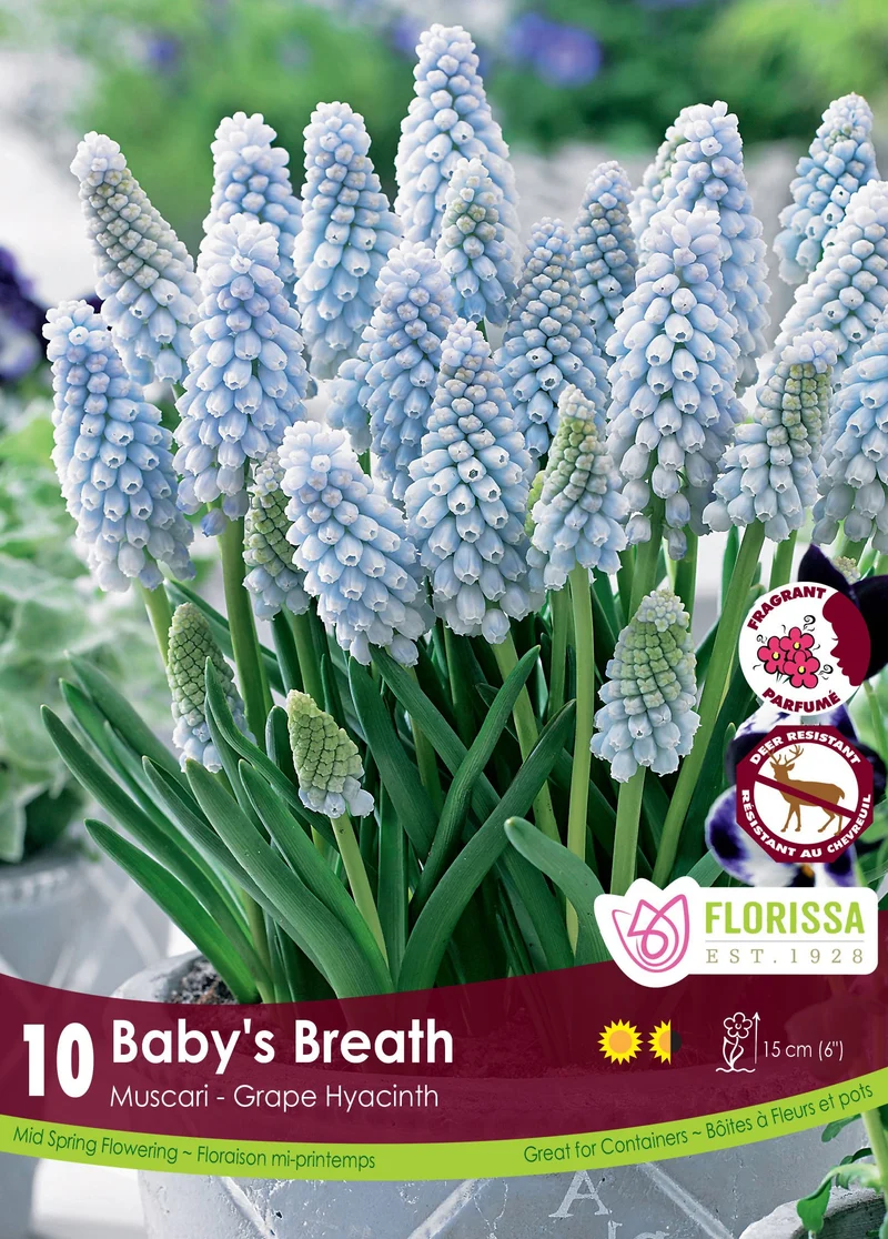 Muscari Baby's Breath ( Muscari )