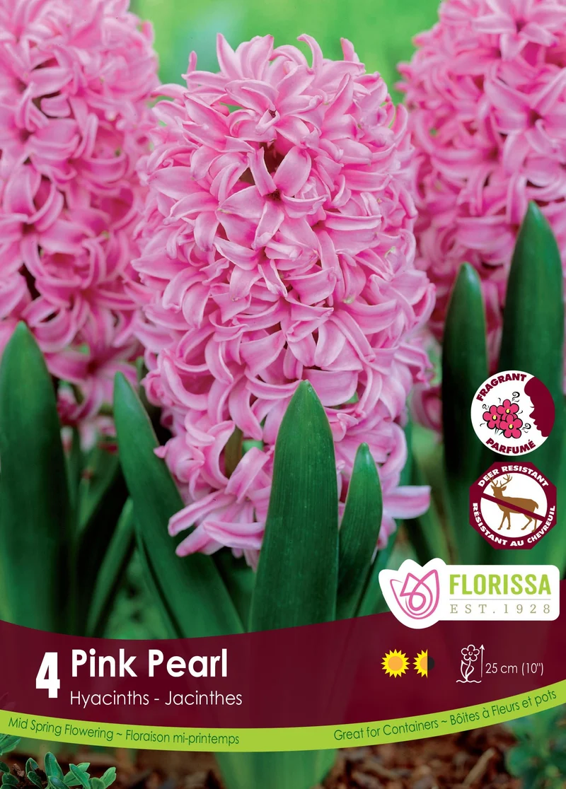 Jacinthe ‘Pink Pearl’ ( Hyacinthus orientalis )