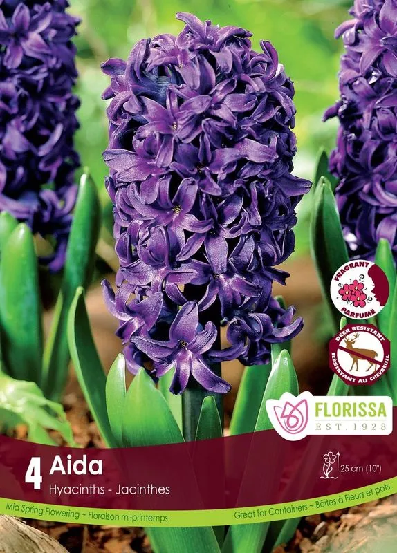 Jacinthe ‘Aïda’ ( Hyacinthus orientalis )