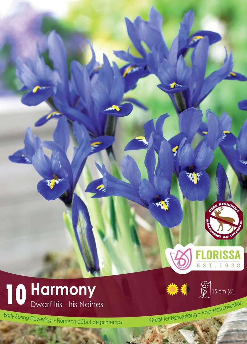 Iris nain ‘Harmony’ ( Iris reticulata )