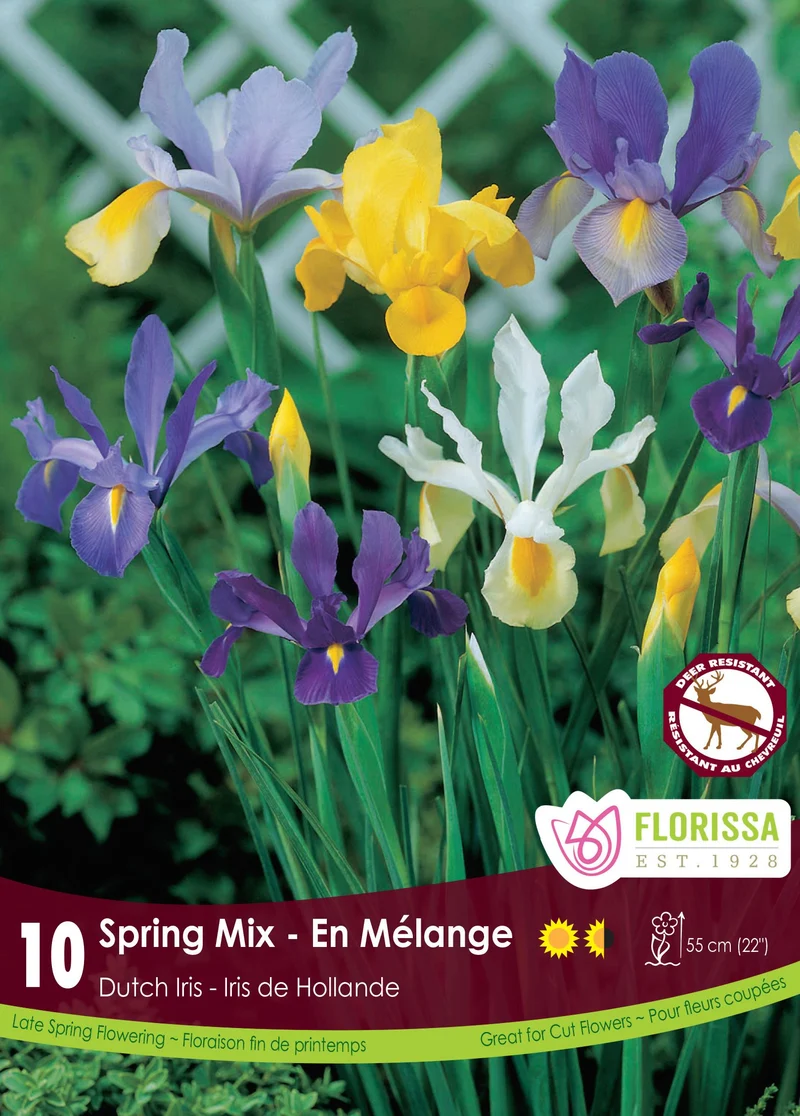 Iris hollandais ‘Spring Mix’ ( Iris × hollandica )