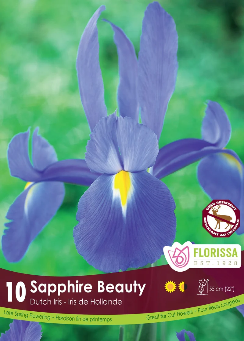 Iris hollandais ‘Sapphire Beauty’ ( Iris × hollandica )