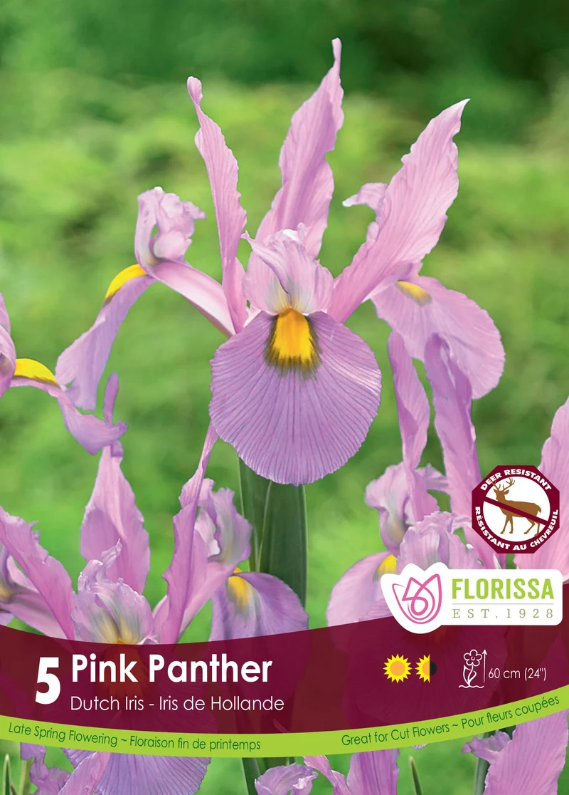 Iris hollandais ‘Pink Panther’ ( Iris × hollandica )