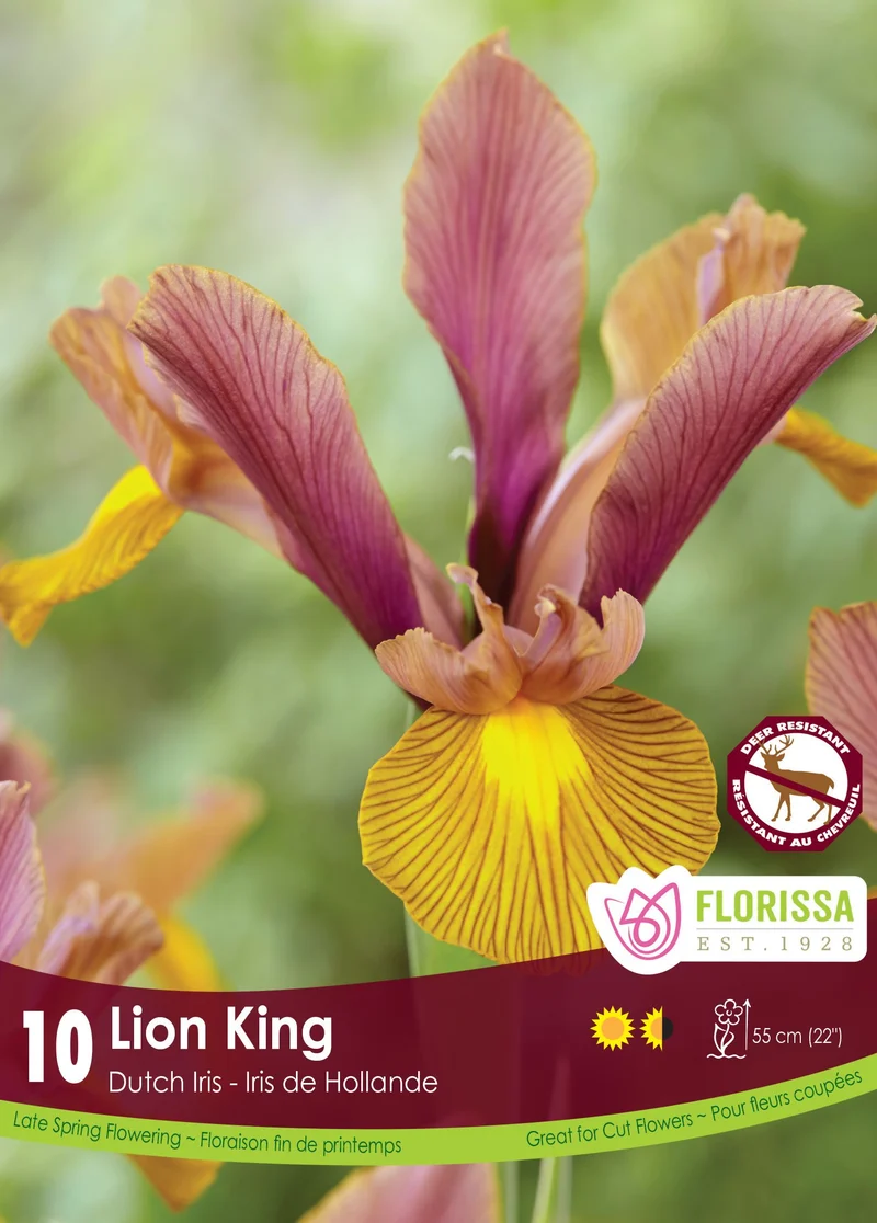 Iris hollandais ‘Lion King’ ( Iris × hollandica )