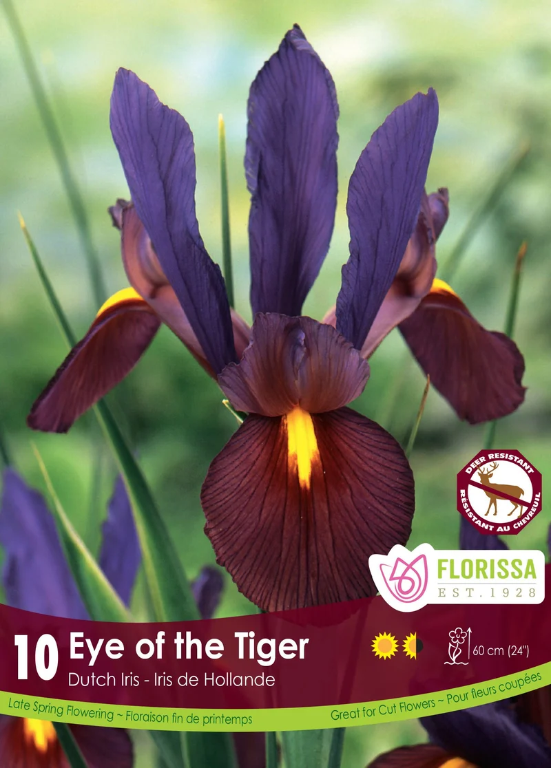 Iris hollandais ‘Eye of the Tiger’ ( Iris × hollandica )