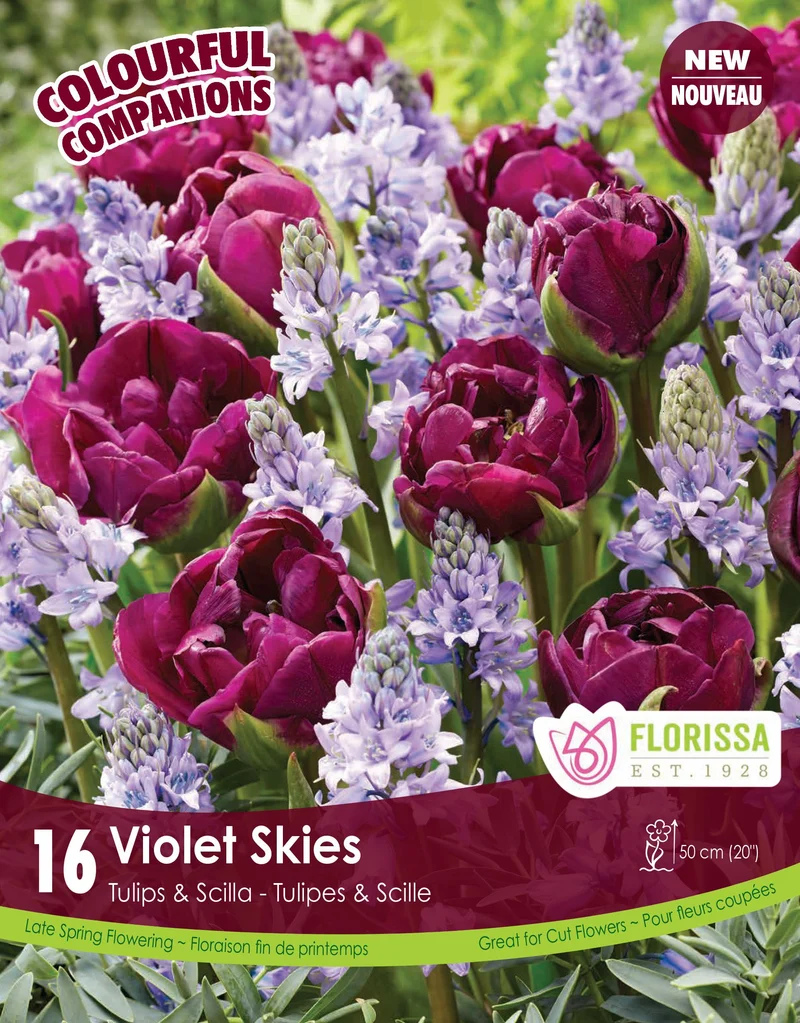 Harmonie florale ‘Violet Skies’ ( Tulipa et Scilla spp.)