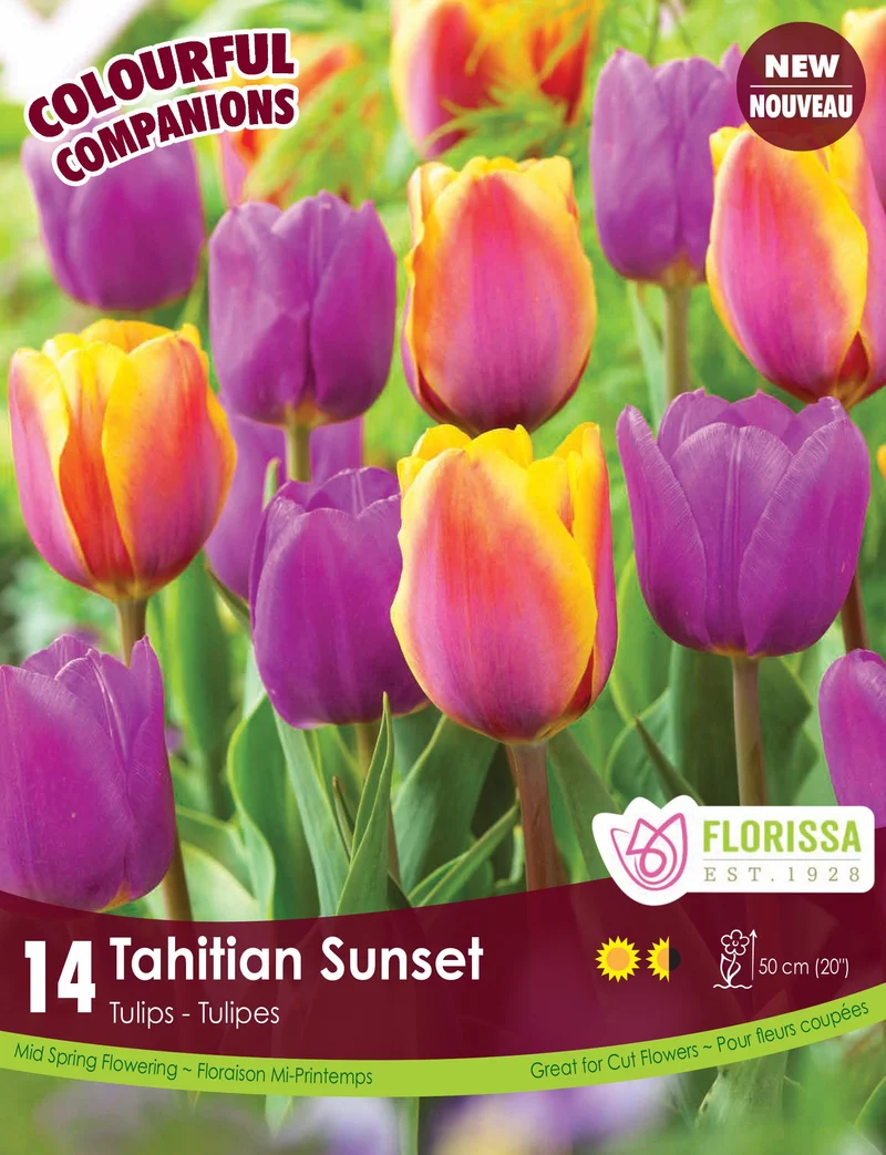 Harmonie florale ‘Tahitian Sunset’ ( Tulipa spp.)