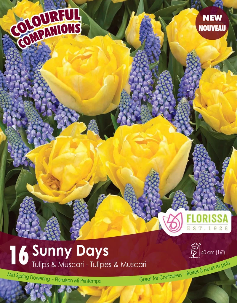 Harmonie florale ‘Sunny Days’ ( Tulipa et Muscari spp.)