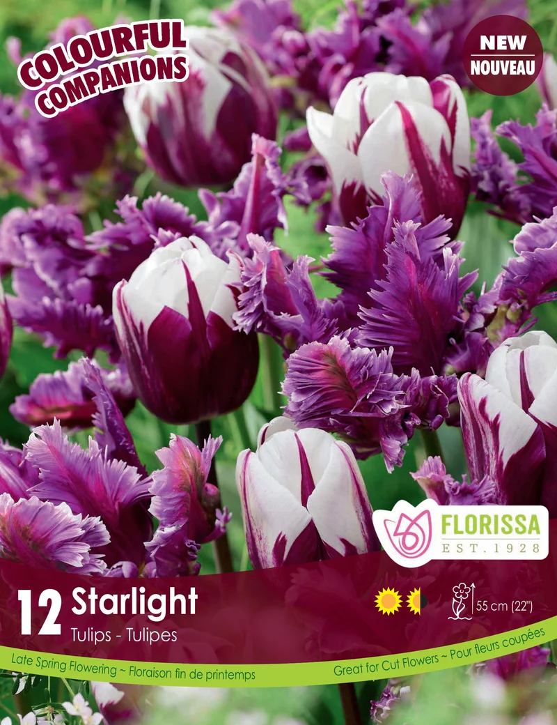 Harmonie florale Starlight ( Tulipa spp.)