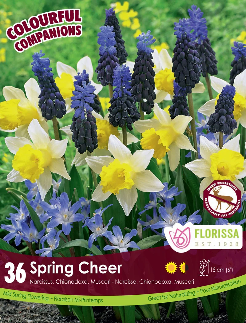 Harmonie florale Spring Cheer ( Narcissus , Scilla et Muscari spp.)