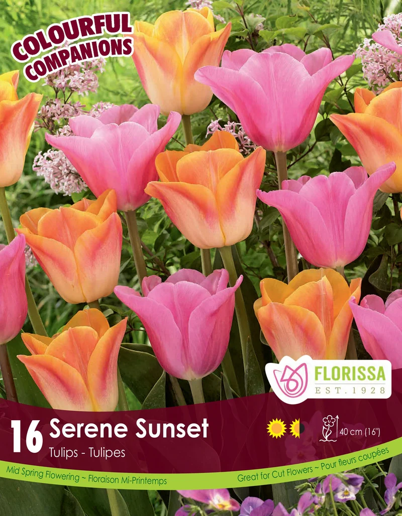 Harmonie florale Serene Sunset ( Tulipa spp.)