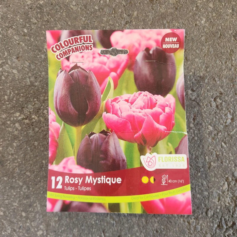 Harmonie florale Rosy Mystique ( Tulipa spp.)