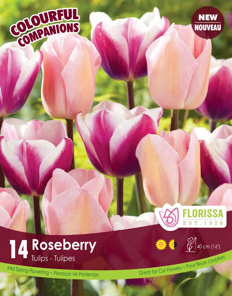 Harmonie florale Roseberry ( Tulipa spp.)