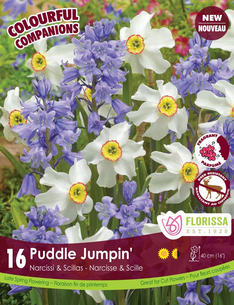 Harmonie florale Puddle Jumpin' ( Narcissus spp. et Scilla spp.)