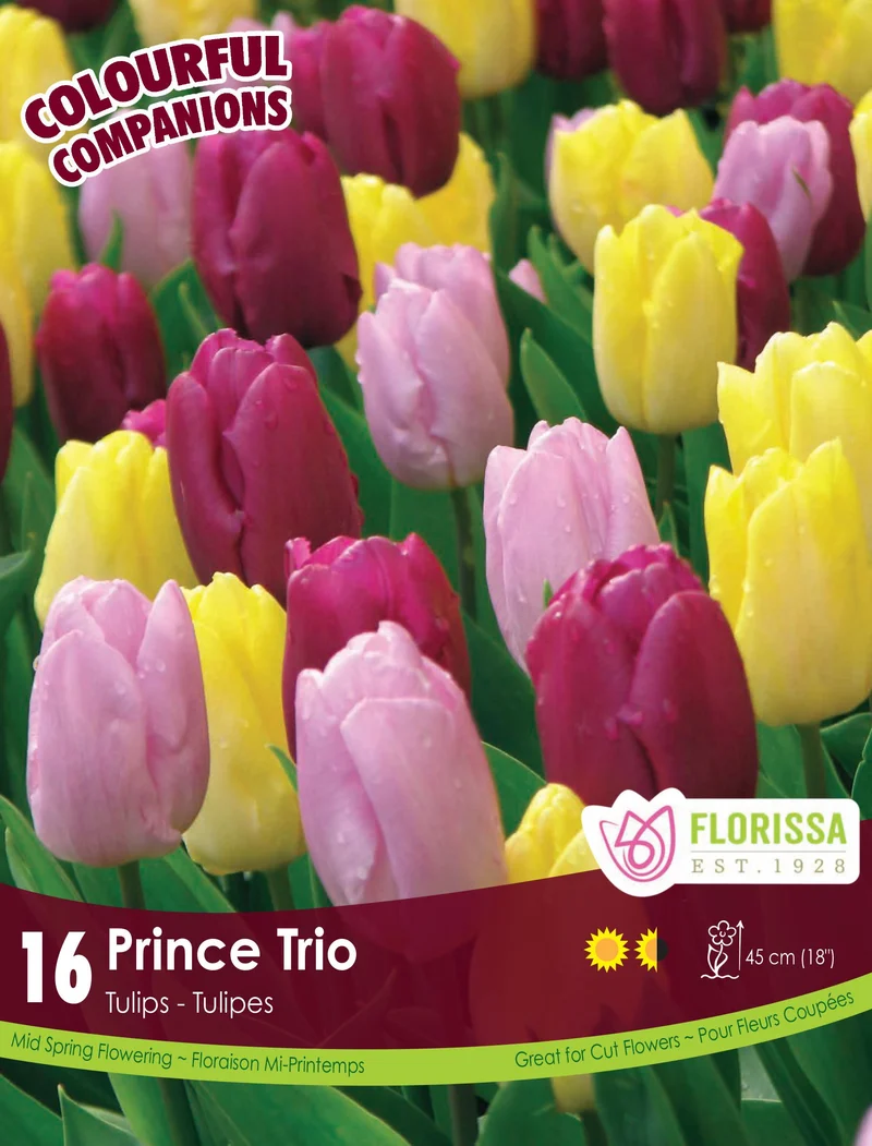 Harmonie florale Prince Trio ( Tulipa spp.)