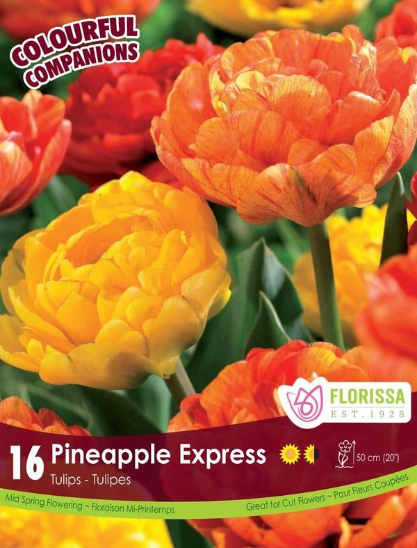 Harmonie florale Pineapple Express ( Tulipa spp.)