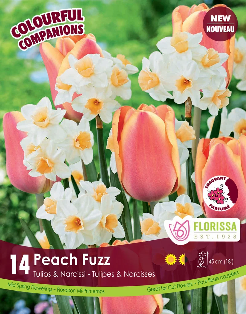 Harmonie florale Peach Fuzz ( Tulipa spp. et Narcissus spp.)