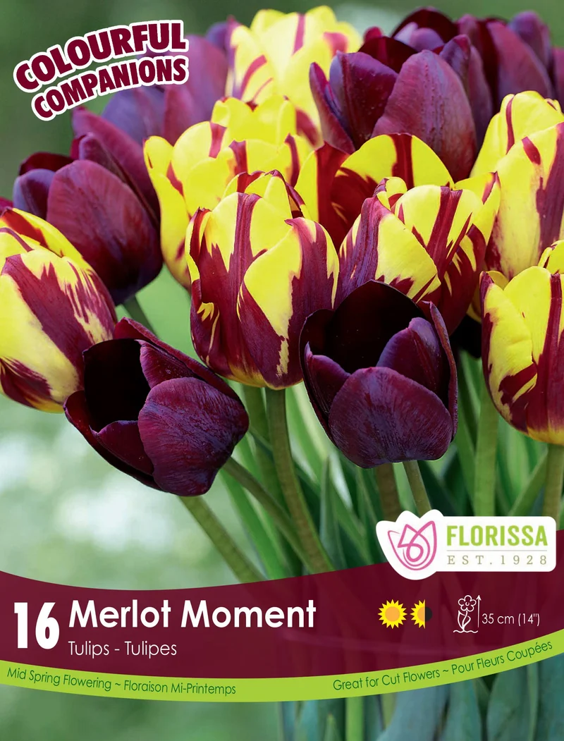 Harmonie florale Merlot Moment ( Tulipa spp.)