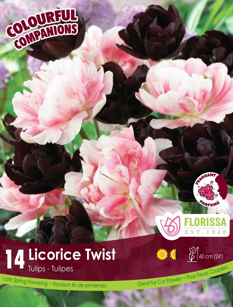 Harmonie florale Licorice Twist ( Tulipa spp.)