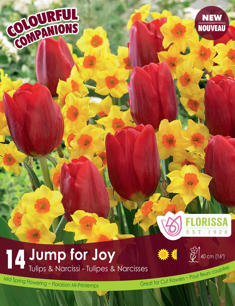 Harmonie florale Jump for Joy ( Tulipa spp. et Narcissus spp.)