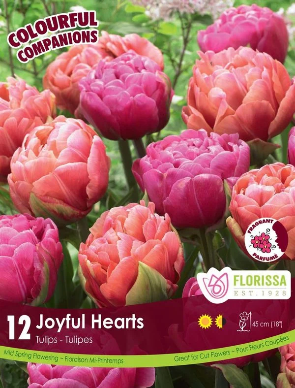 Harmonie florale Joyful Hearts ( Tulipa spp.)