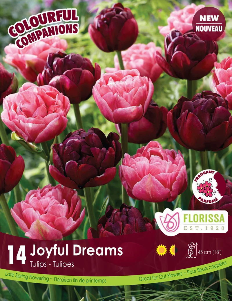 Harmonie florale Joyful Dreams ( Tulipa spp.)