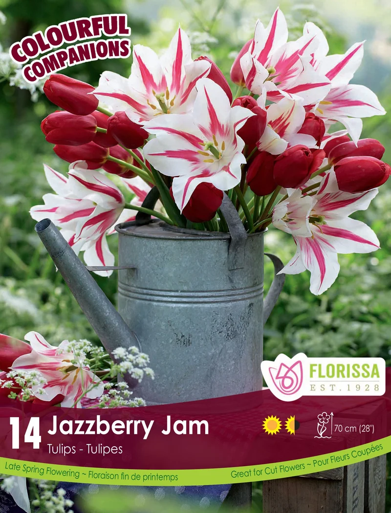 Harmonie florale Jazzberry Jam ( Tulipa spp.)