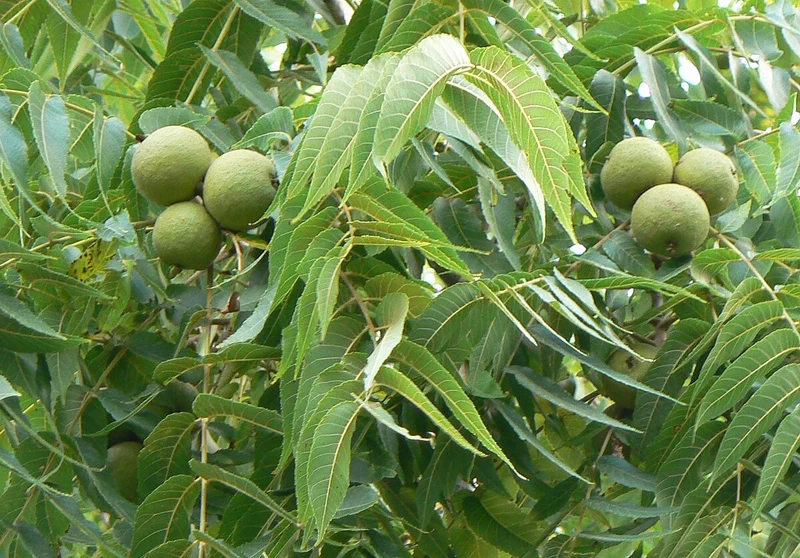 Black Walnut Tree (Juglans nigra) – Seeds