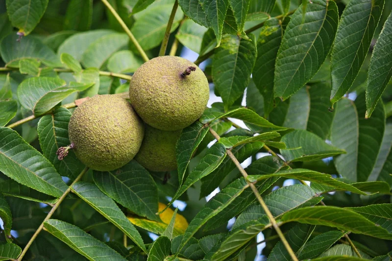 Black Walnut Tree (Juglans nigra) – Seeds