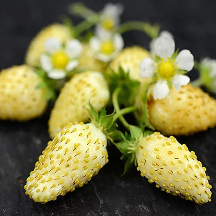 Yellow Wonder Alpine Strawberry (Fragaria vesca) – Seeds