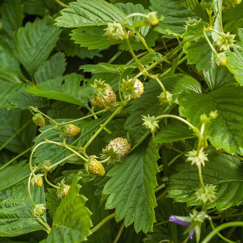 Yellow Wonder Alpine Strawberry (Fragaria vesca) – Seeds