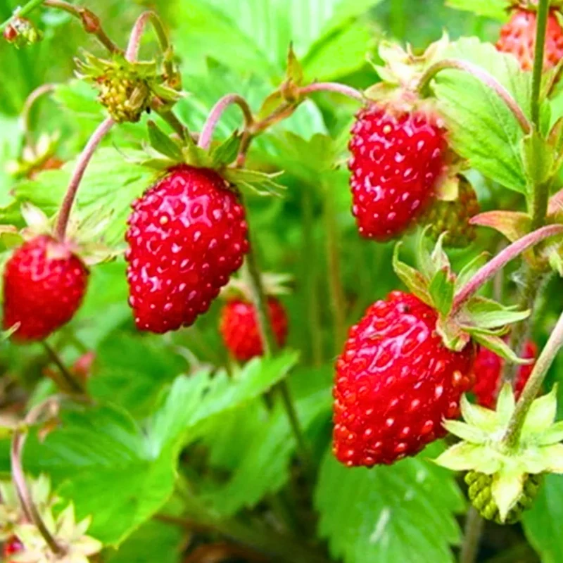 Alexandria (Alpine) Strawberry (Fragaria vesca) – Seeds