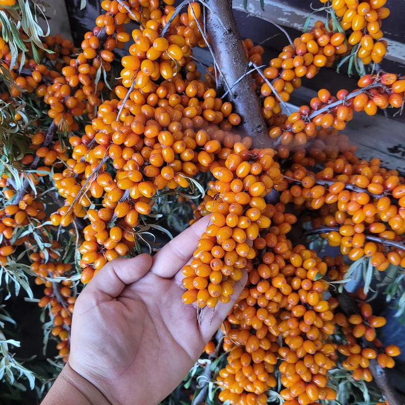 Seabuckthorn (Hippophae rhamnoides) – Seeds