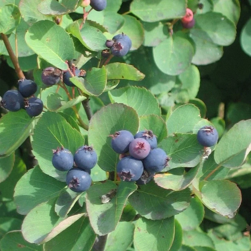 Saskatoon Berry (Amelanchier alnifolia) – Seeds