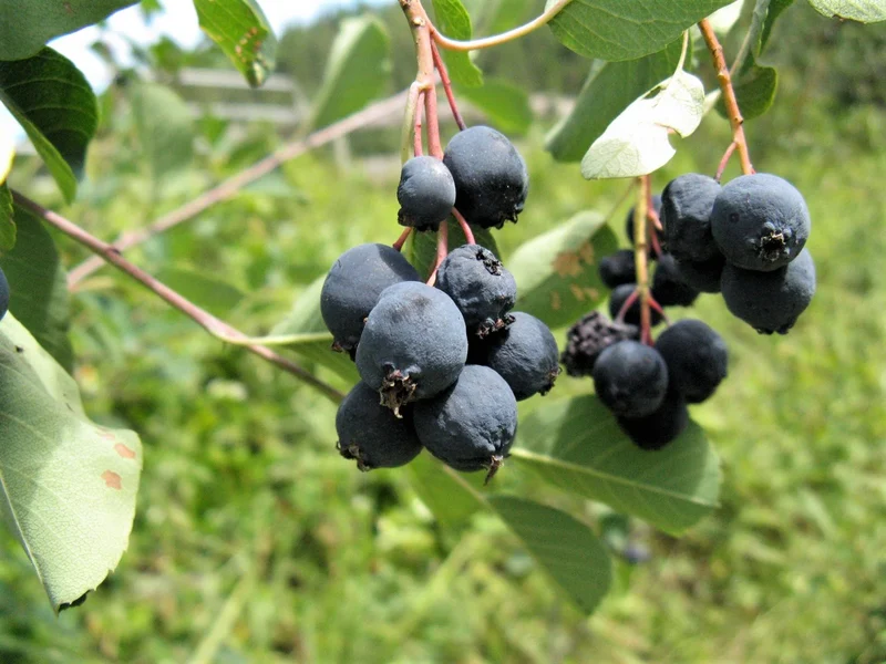 Saskatoon Berry (Amelanchier alnifolia) – Seeds