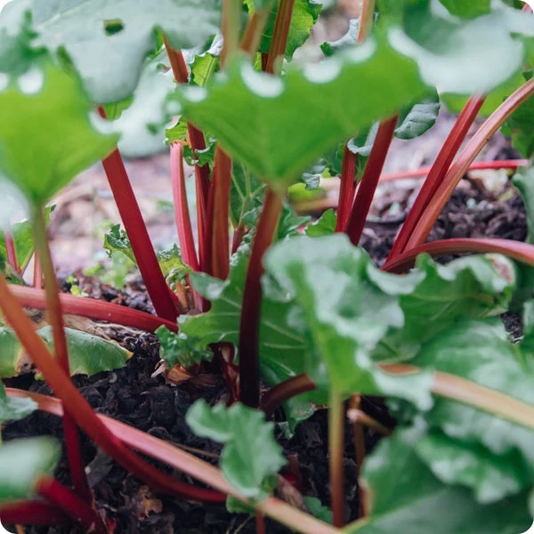 Victoria Rhubarb (Rheum x hybridum) – Seeds