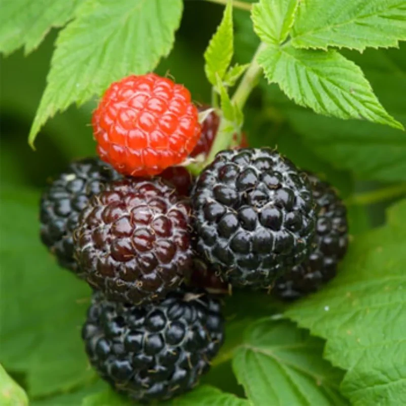 Black Raspberry (Rubus occidentalis) – Seeds
