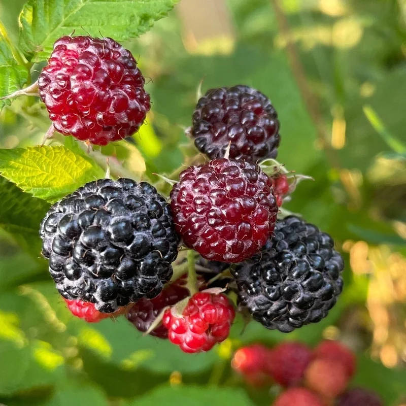 Black Raspberry (Rubus occidentalis) – Seeds